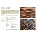 Willow to Weave by Rachel Hutton